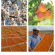 FAO-Apricot-VC-Project-Photo